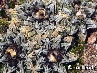 Ariocarpus bravoanus v. hintonii (SLP, Mexico) FA (very small quantity)